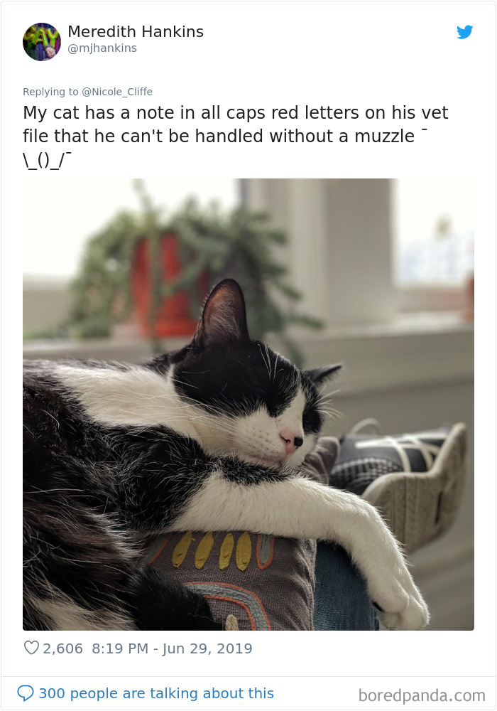 Mean-Cats-Owners-Stories