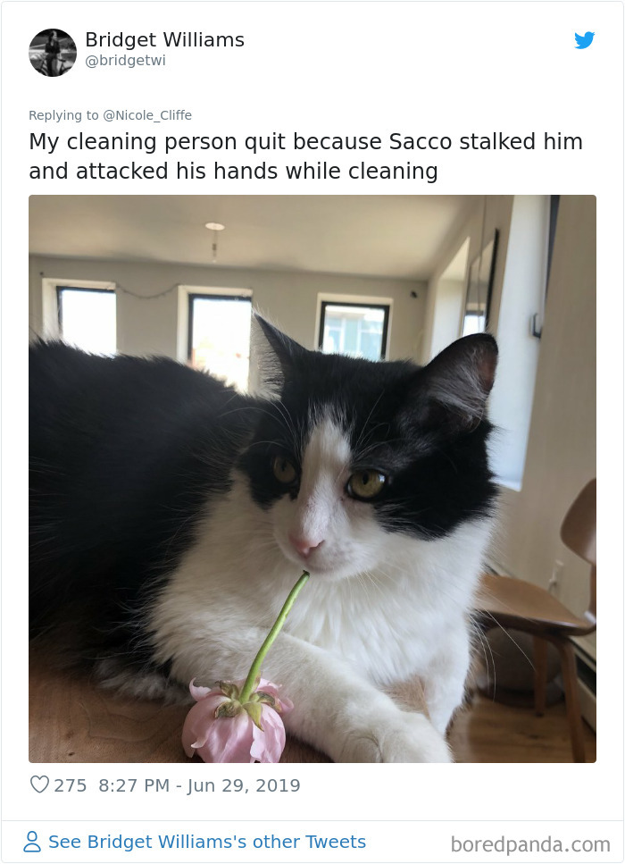 Mean-Cats-Owners-Stories