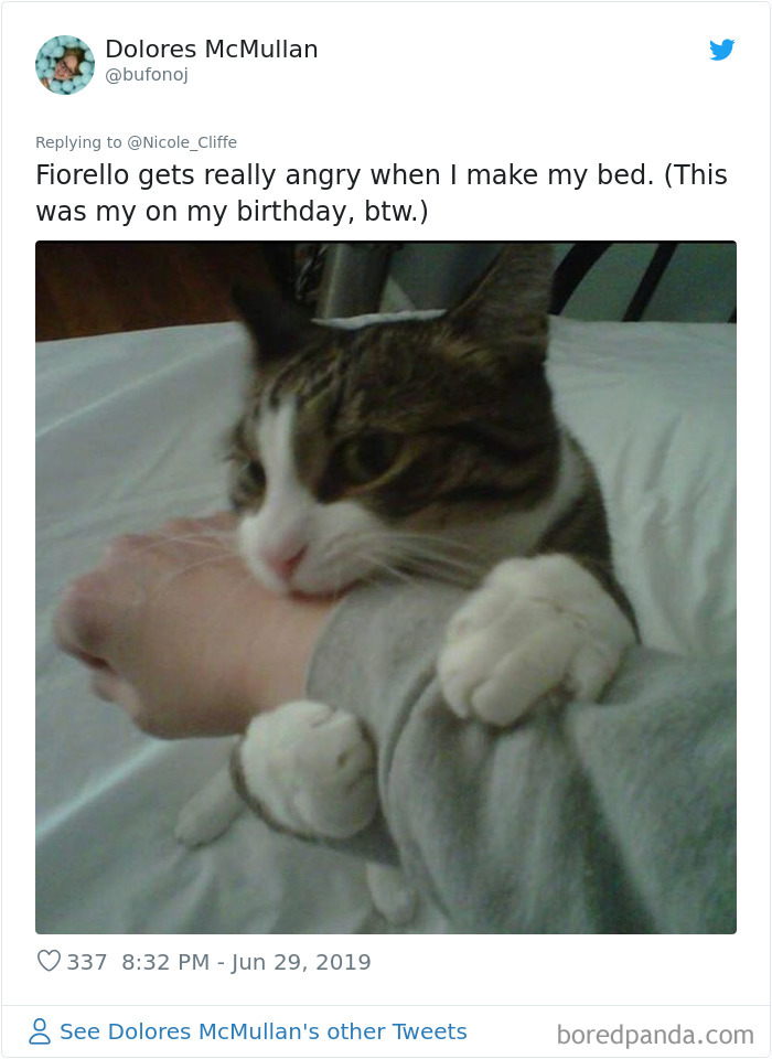 Mean-Cats-Owners-Stories