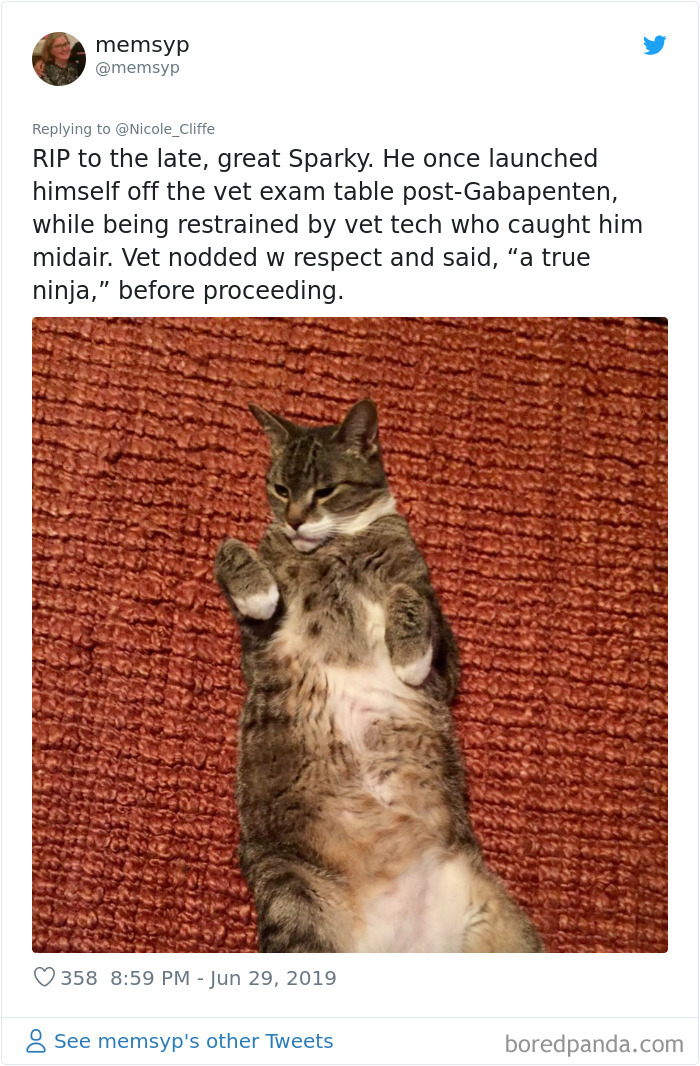 Mean-Cats-Owners-Stories