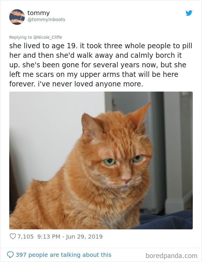 Mean-Cats-Owners-Stories