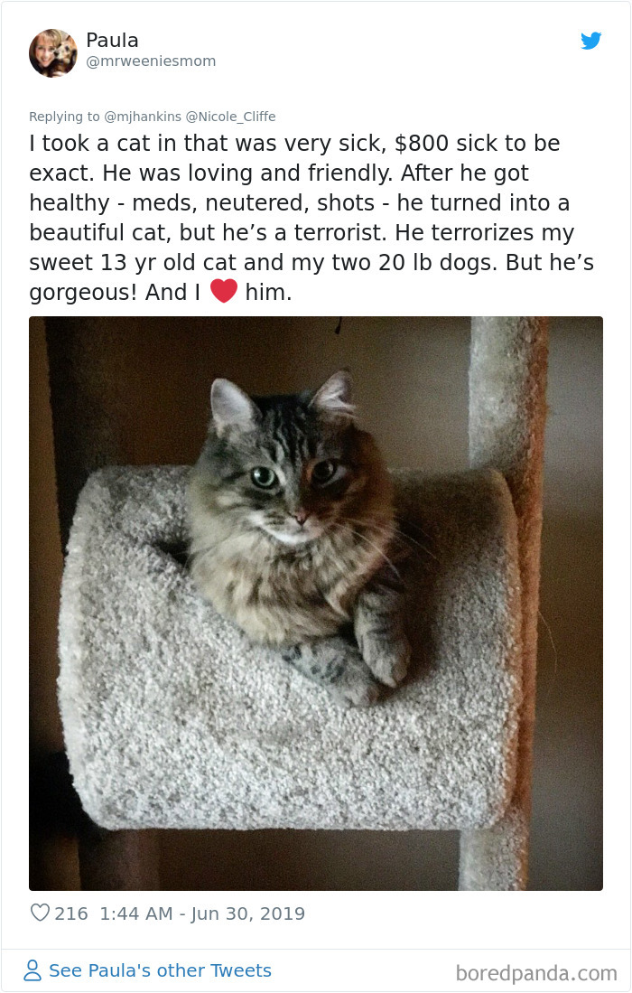 Mean-Cats-Owners-Stories