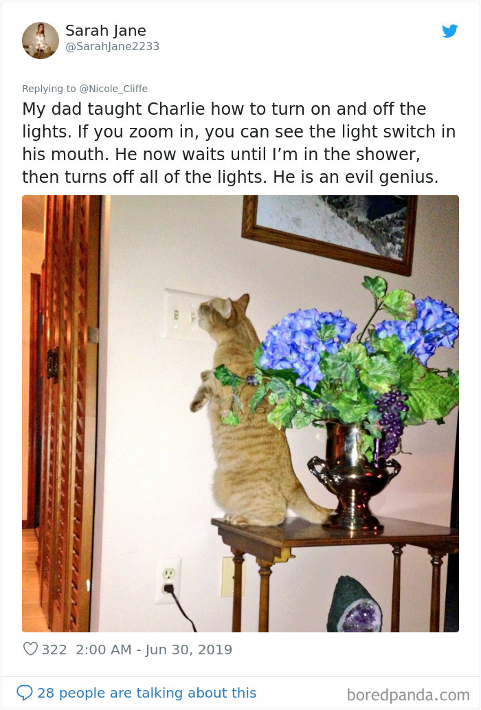 Mean-Cats-Owners-Stories