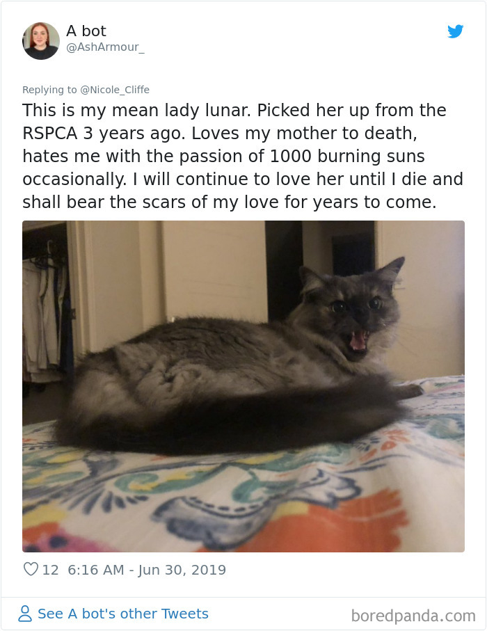 Mean-Cats-Owners-Stories