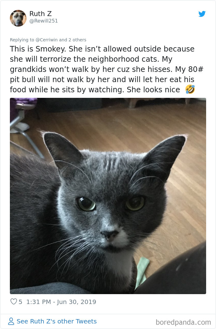 Mean-Cats-Owners-Stories