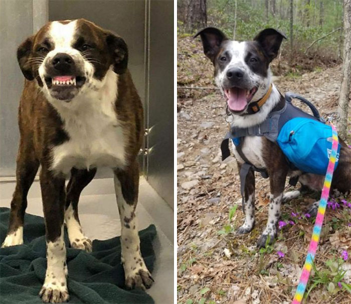 2 Weeks Before When He Was Picked Up By Animal Control After Having An Abusive Owner, And A Whole Year Later As My Best Friend