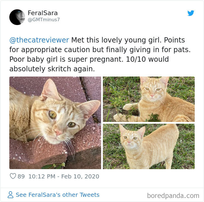 People-Review-Cats-Thecatreviewer