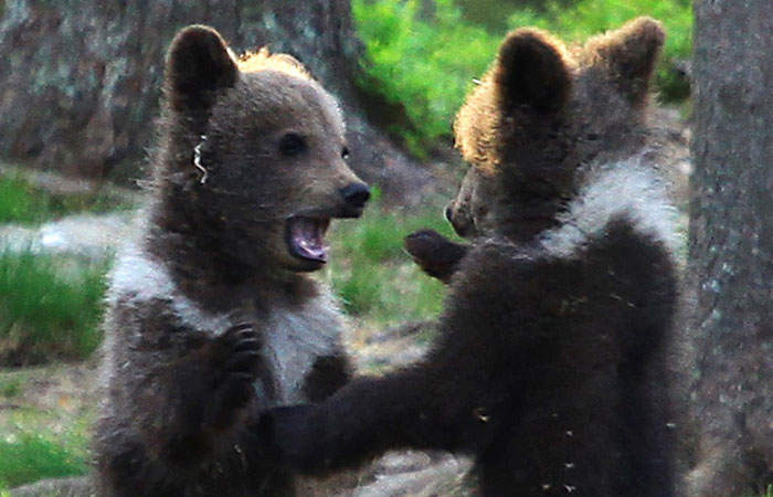 Teacher Stumbles Upon Baby Bears ‘Dancing’ In Finland Forest, Thinks He’s Imagining It Teacher Stumbles Upon Baby Bears ‘Dancing’ In Finland Forest, Thinks He’s Imagining It