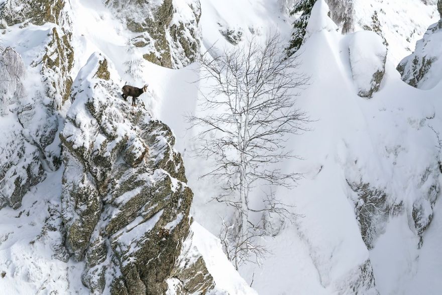 Cozia National Park, Romania By Daniel Mîrlea