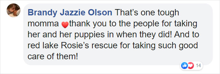 Litter of 6 Survives In The Cold Due To The Caring Love Of Their Mother, Gets Saved By The Locals