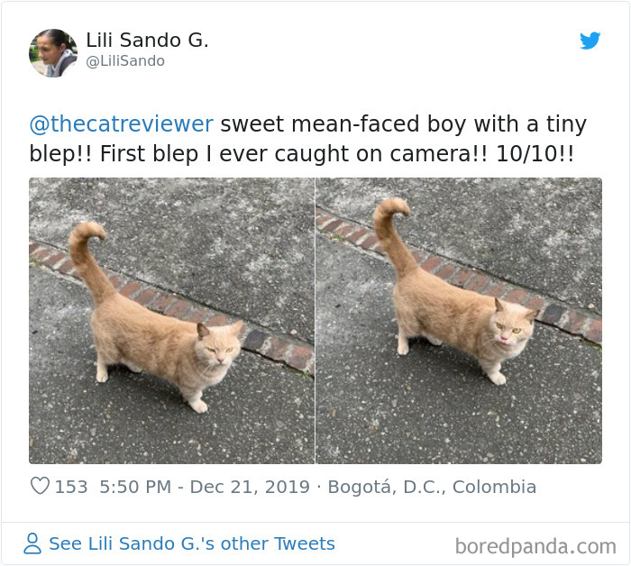 People-Review-Cats-Thecatreviewer