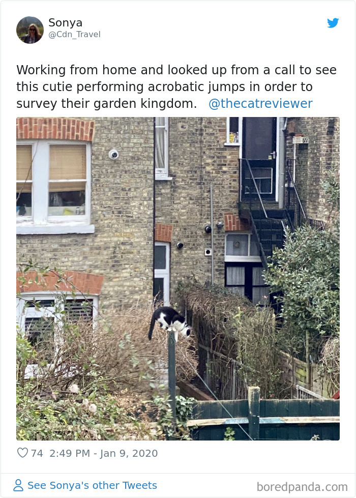 People-Review-Cats-Thecatreviewer