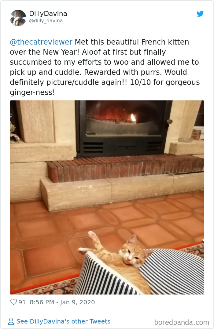 People-Review-Cats-Thecatreviewer