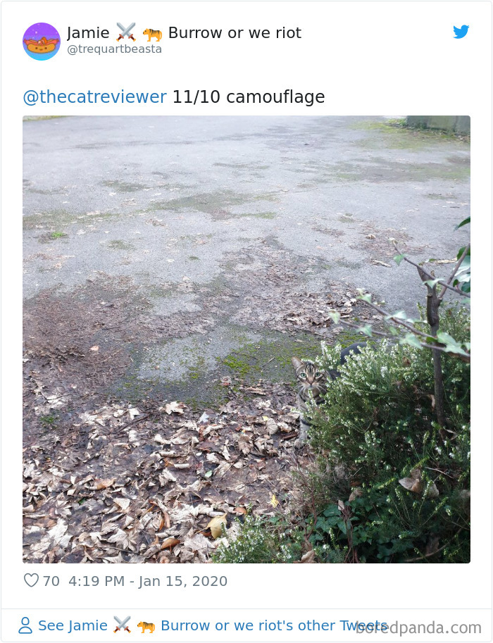 People-Review-Cats-Thecatreviewer