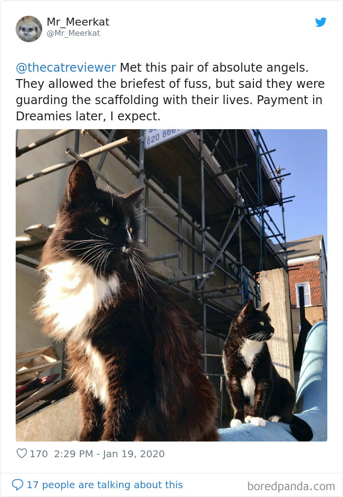 People-Review-Cats-Thecatreviewer