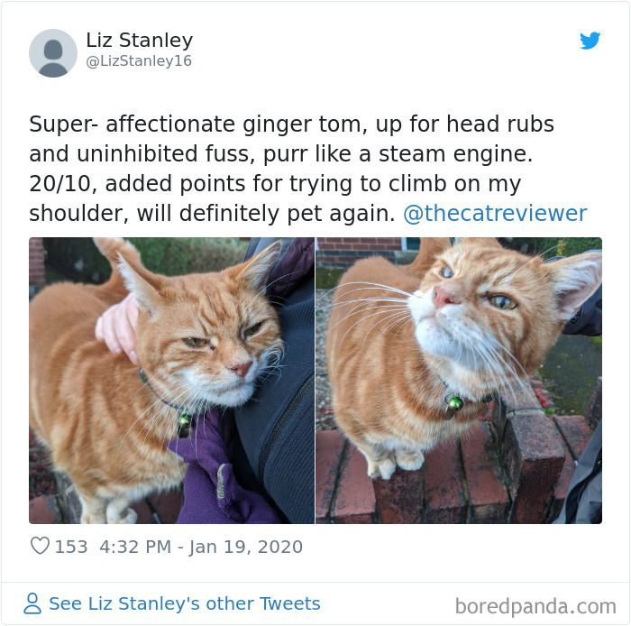 People-Review-Cats-Thecatreviewer