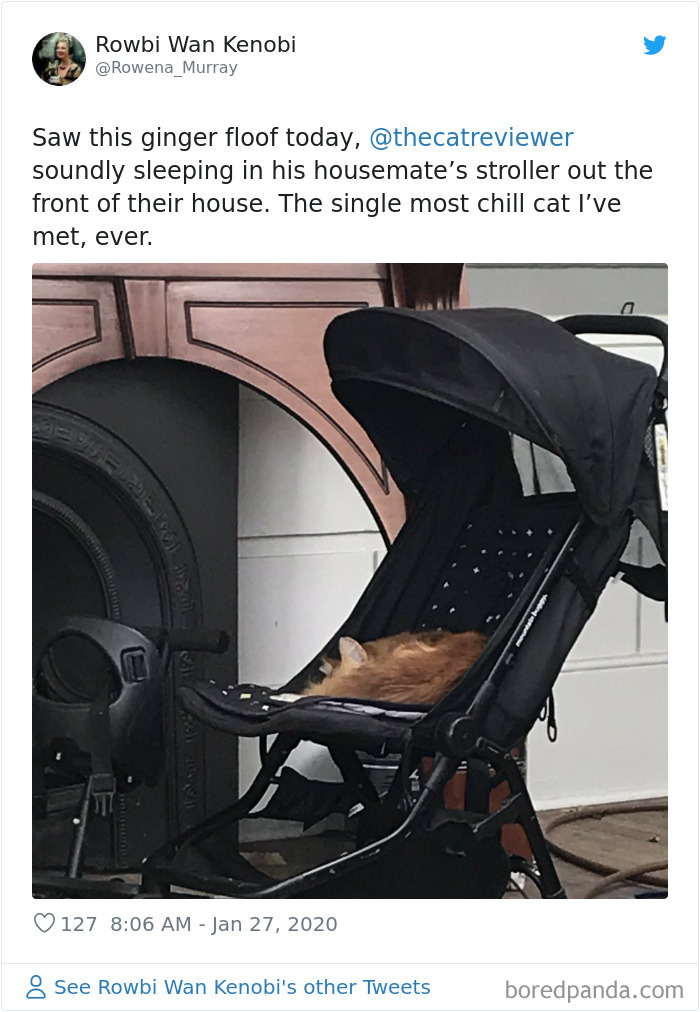 People-Review-Cats-Thecatreviewer