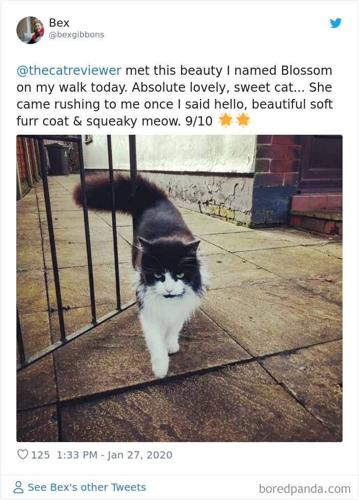 People-Review-Cats-Thecatreviewer