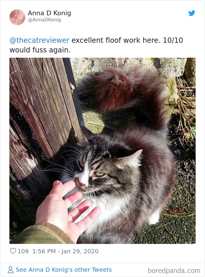 People-Review-Cats-Thecatreviewer