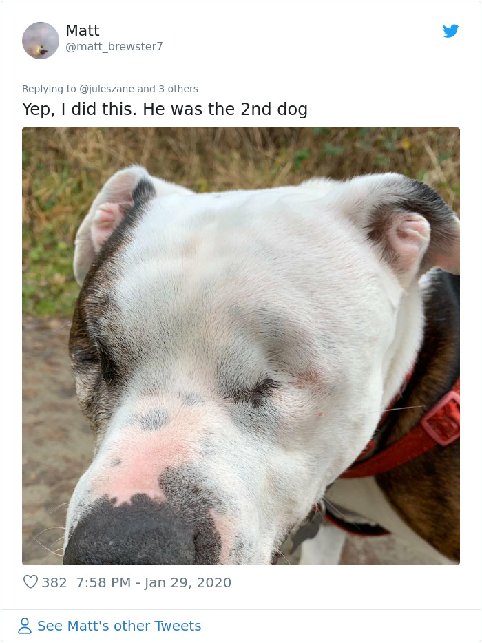 Retired Dad Walks Dogs In An Animal Shelter, Sends Bios Of Each One To His Daughter, People Adore Him