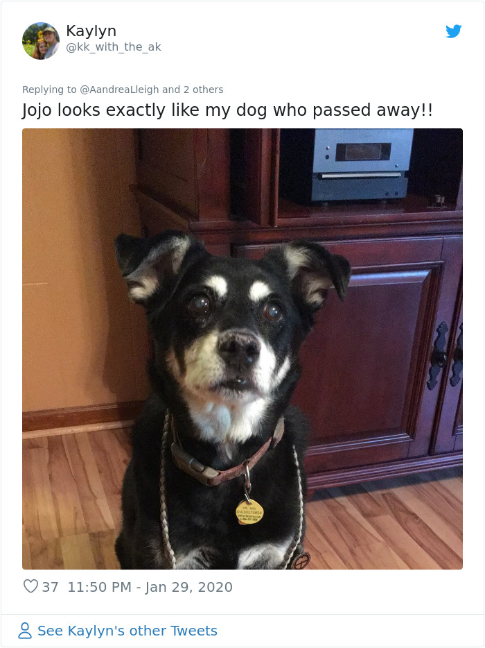 Retired Dad Walks Dogs In An Animal Shelter, Sends Bios Of Each One To His Daughter, People Adore Him