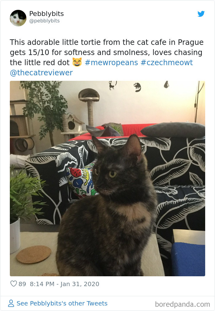 People-Review-Cats-Thecatreviewer