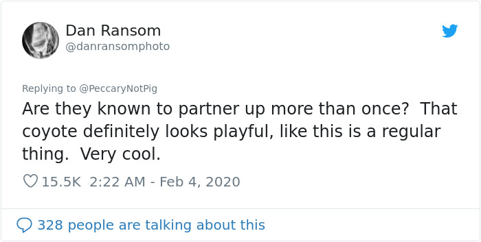 Watch An Impatient Coyote Hurrying His Slow-Moving Badger Friend Up So They Can Check Out A Tunnel Together Watch An Impatient Coyote Hurrying His Slow-Moving Badger Friend Up So They Can Check Out A Tunnel Together