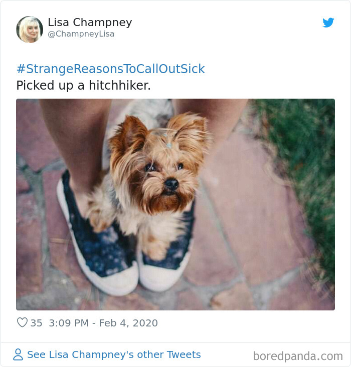 Small dog sitting on a person's feet outdoors, illustrating one of the hilarious and strange reasons to call in sick.