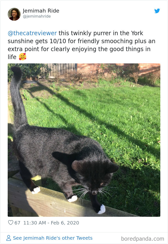 People-Review-Cats-Thecatreviewer