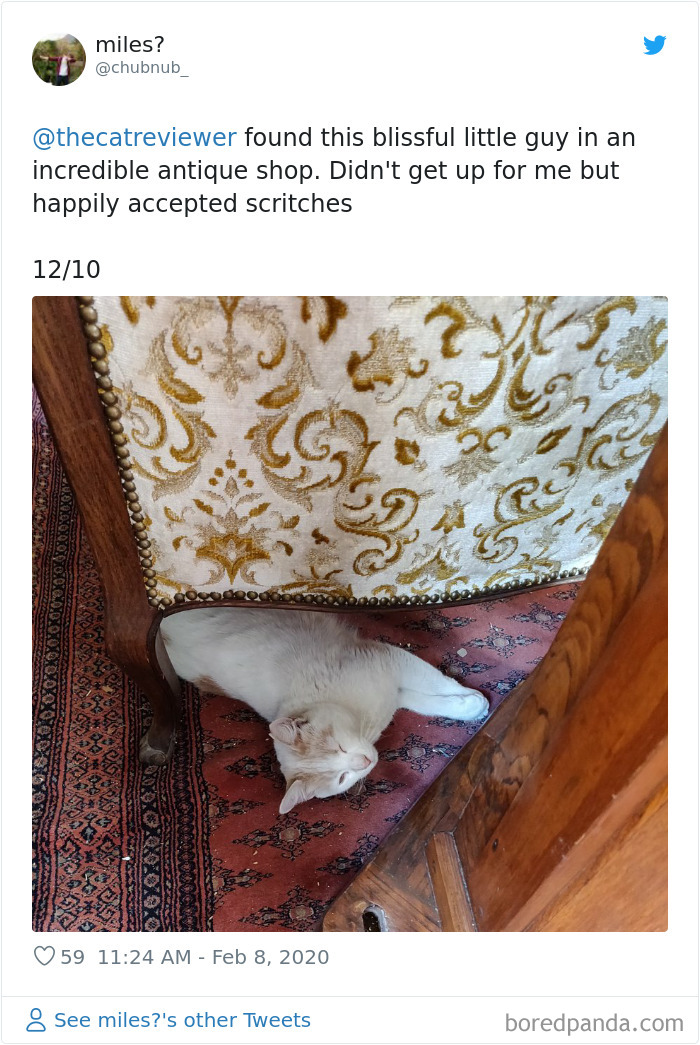 People-Review-Cats-Thecatreviewer