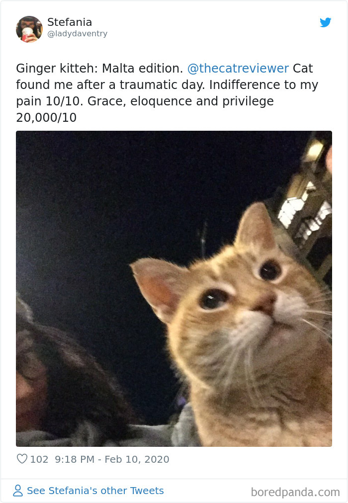 People-Review-Cats-Thecatreviewer