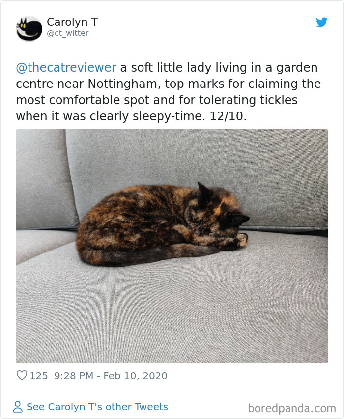 People-Review-Cats-Thecatreviewer