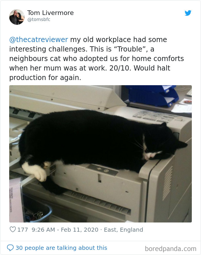 People-Review-Cats-Thecatreviewer