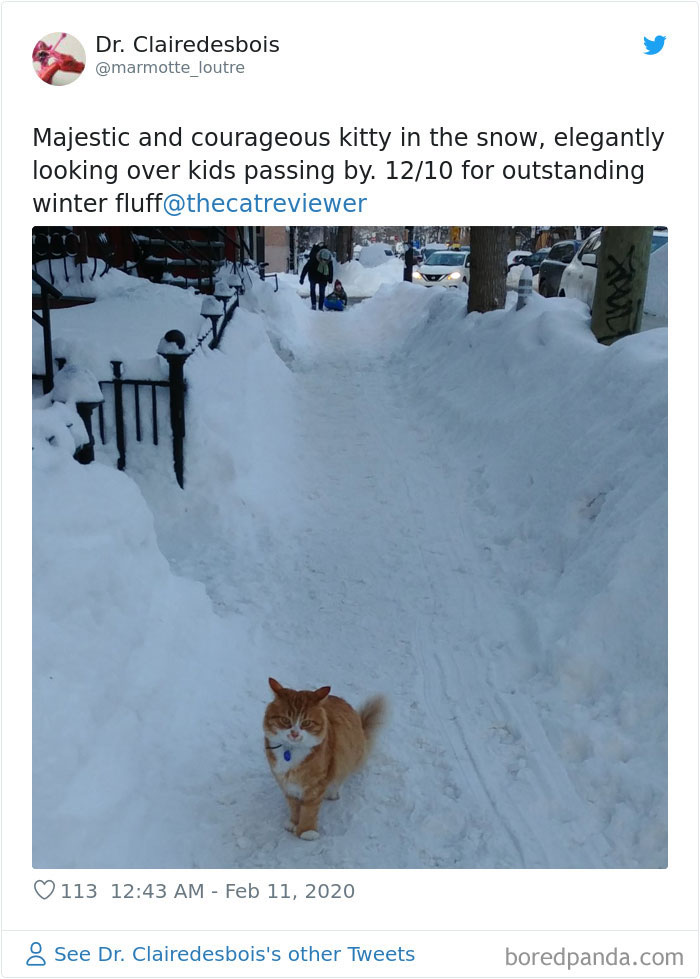 People-Review-Cats-Thecatreviewer