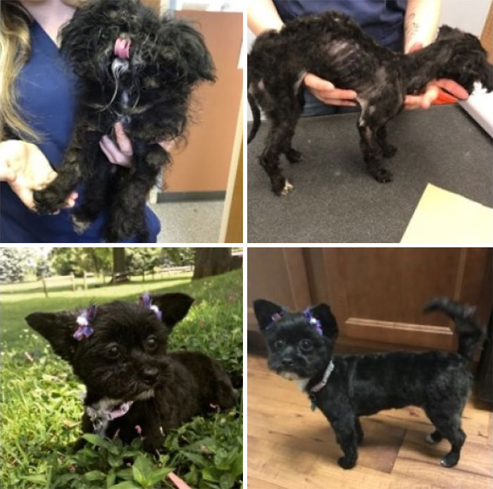 This Is Dobby! She Came Into My Life A Few Months Ago After Terrible Neglect From Her Previous Owners. With Some Love And Care (And A Lot Of Food) She Has Turned Into A Whole New Dog! She Is My Everything