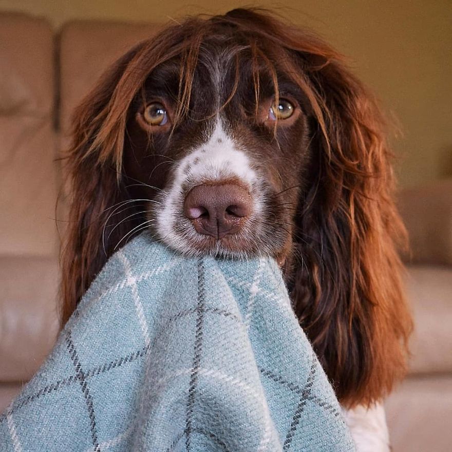 This Cute Dog Has Such Fabulous Hair That It Has Made Him Instagram Famous This Cute Dog Has Such Fabulous Hair That It Has Made Him Instagram Famous
