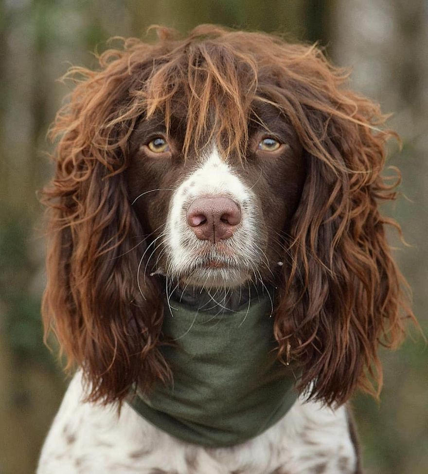 This Cute Dog Has Such Fabulous Hair That It Has Made Him Instagram Famous This Cute Dog Has Such Fabulous Hair That It Has Made Him Instagram Famous