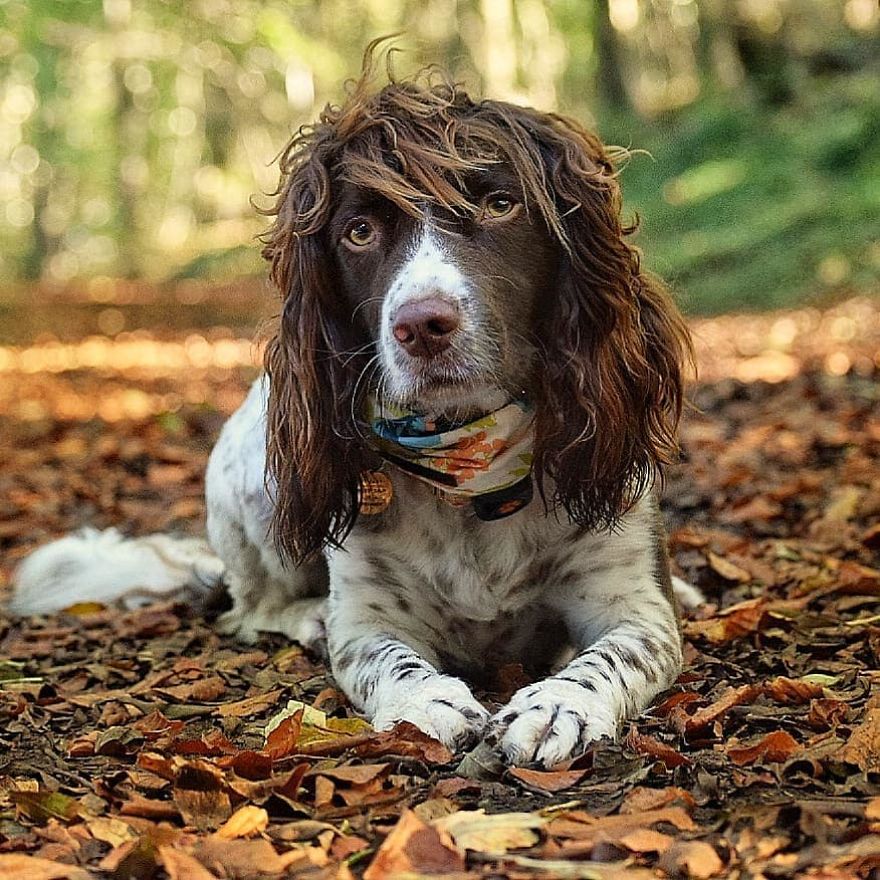 This Cute Dog Has Such Fabulous Hair That It Has Made Him Instagram Famous This Cute Dog Has Such Fabulous Hair That It Has Made Him Instagram Famous