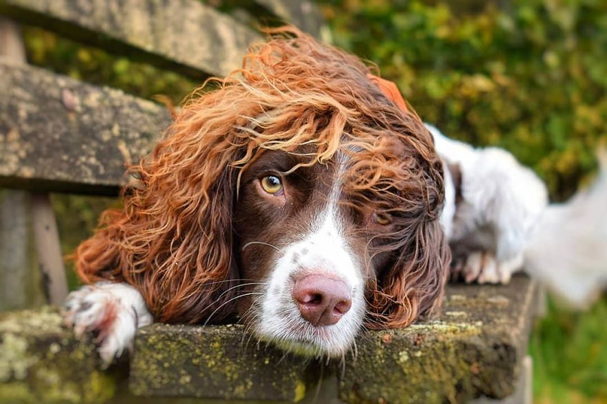 This Cute Dog Has Such Fabulous Hair That It Has Made Him Instagram Famous This Cute Dog Has Such Fabulous Hair That It Has Made Him Instagram Famous