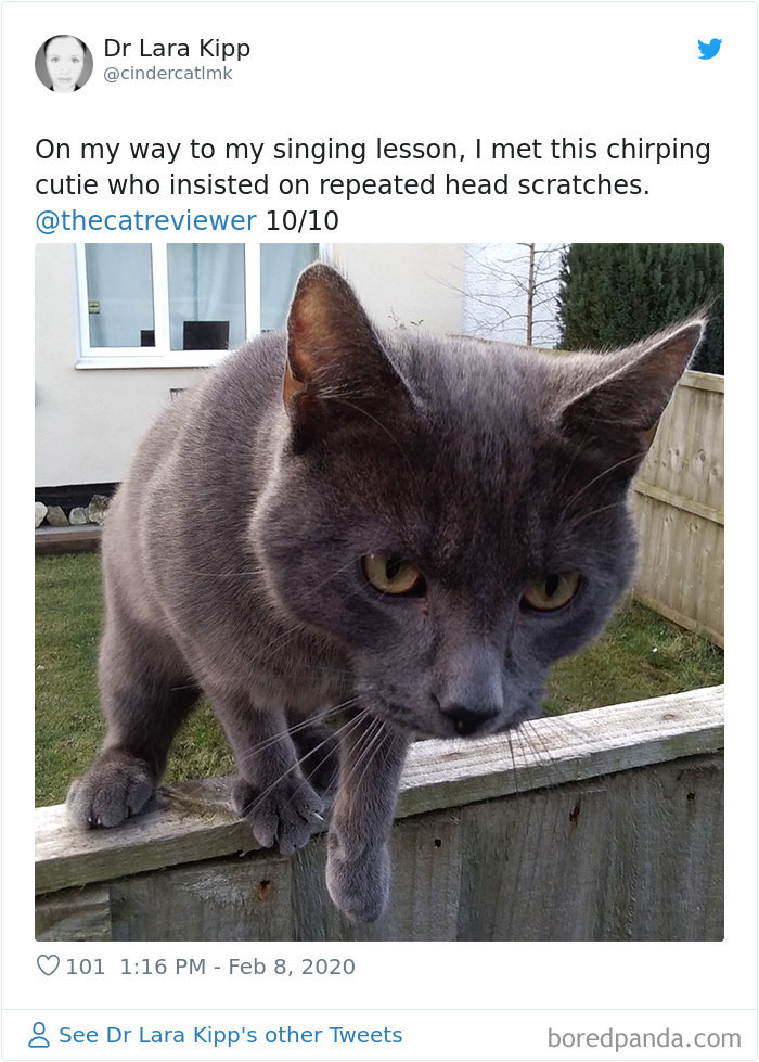 People-Review-Cats-Thecatreviewer