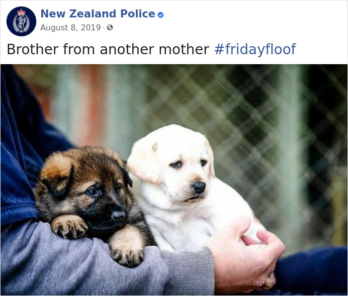 New-Zealand-Police