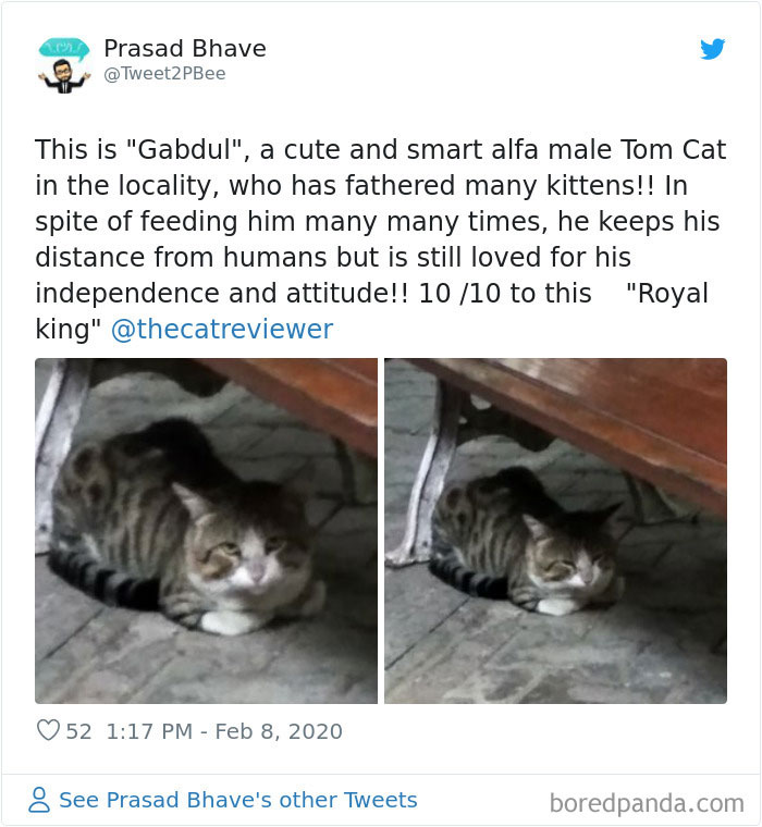 People-Review-Cats-Thecatreviewer