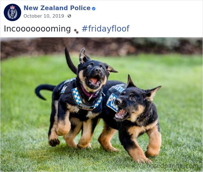 New-Zealand-Police