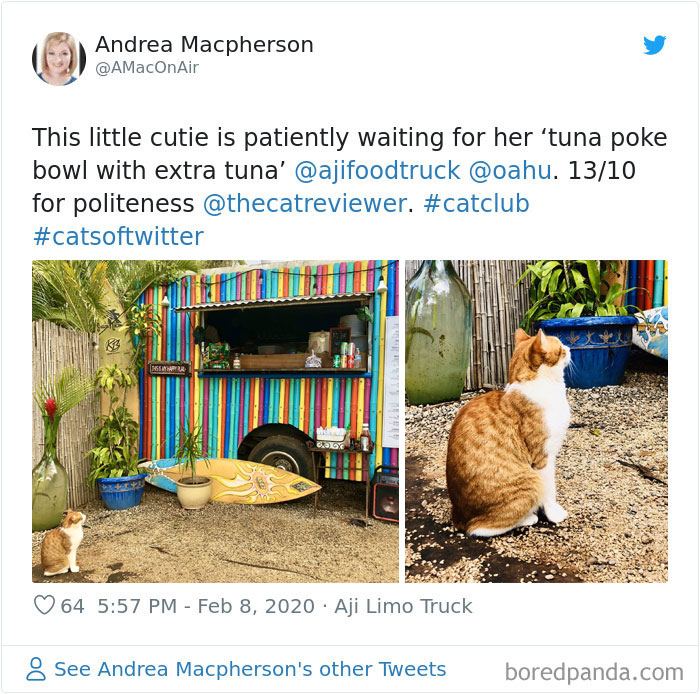 People-Review-Cats-Thecatreviewer