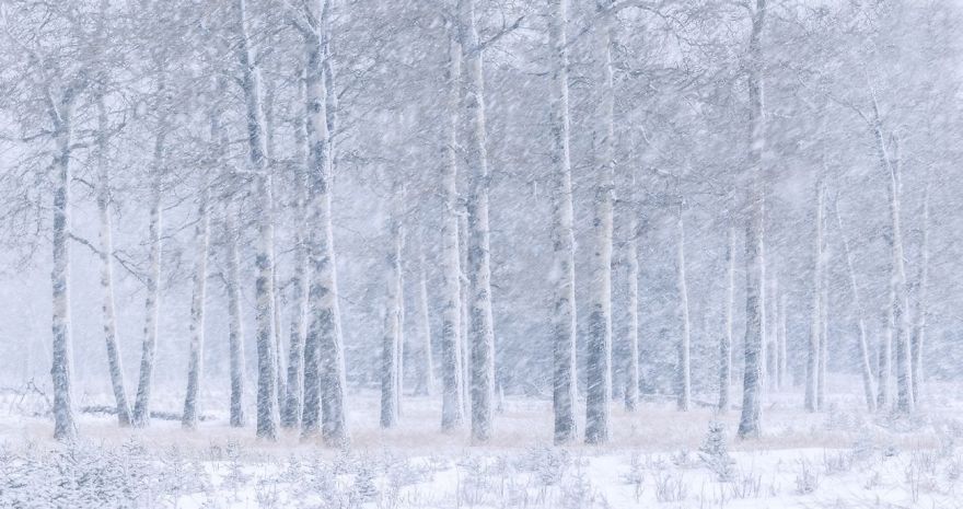 Canadian Rockies, Kenmore Area, Alberta, Canada By Greg Boratyn