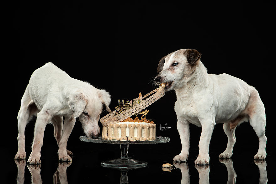 19-Year-Old Jack Russell Brothers Celebrate Their Birthday In Style 19-Year-Old Jack Russell Brothers Celebrate Their Birthday In Style