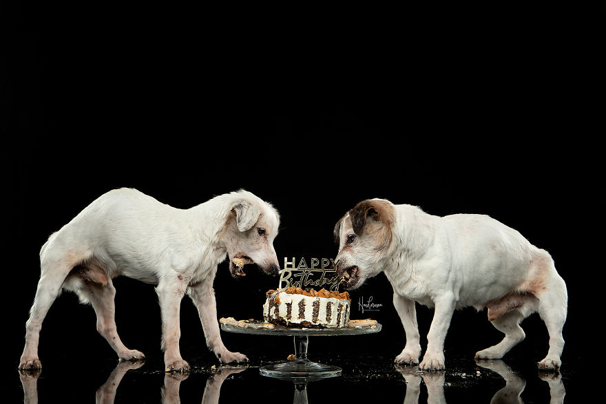 19-Year-Old Jack Russell Brothers Celebrate Their Birthday In Style 19-Year-Old Jack Russell Brothers Celebrate Their Birthday In Style