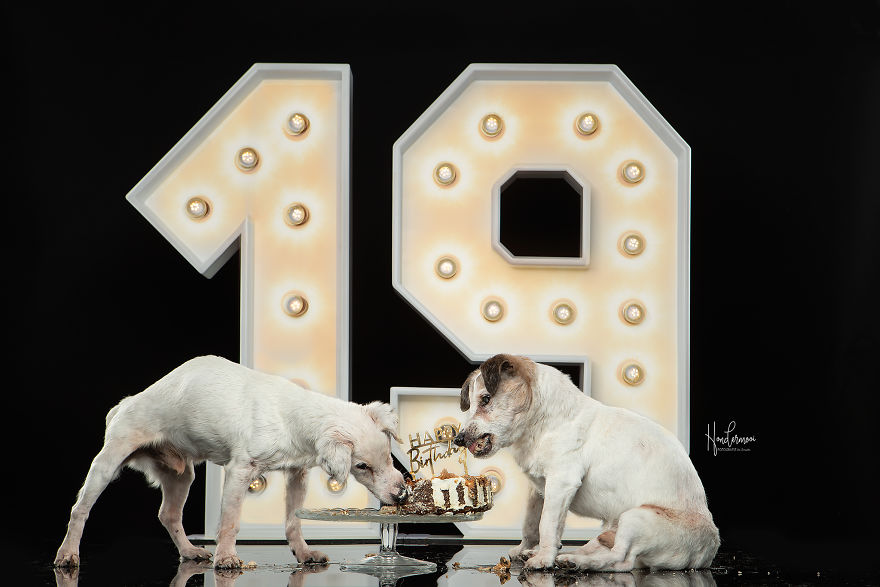 19-Year-Old Jack Russell Brothers Celebrate Their Birthday In Style 19-Year-Old Jack Russell Brothers Celebrate Their Birthday In Style