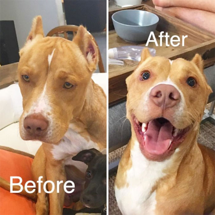 No One Wanted To Adopt Him Because Of His Cropped Ears And "Scary" Looking Face. He Had Stopped Eating At The Pound And Was Severely Underweight. Now Bronco Is Healthy, Always Smiling, And Loved By Everyone He Meets