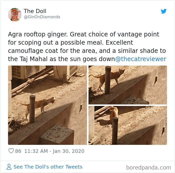 People-Review-Cats-Thecatreviewer